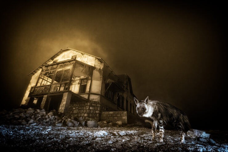 Image for Wildlife Photographer of the Year 2025, the winning images