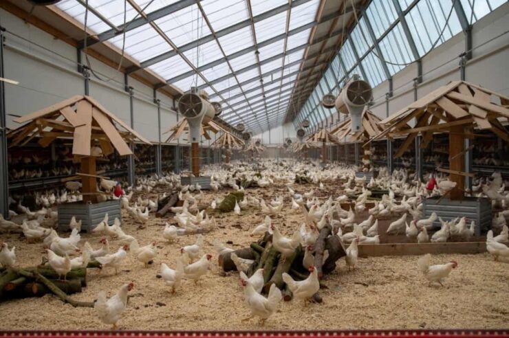 Image for Farms of the future: the chicken farm run by a vegetarian
