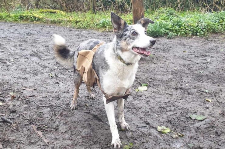Image for Doggy bags packed with seeds to help rewild nature reserve in England