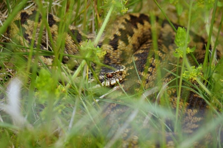 Image for How species spotting took hold of a rural community