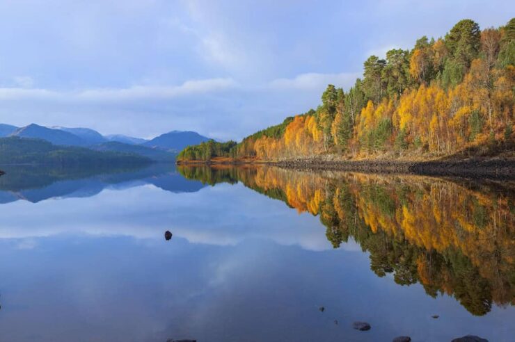 Image for What went right this week: Scotland’s rainforests got a boost, plus more