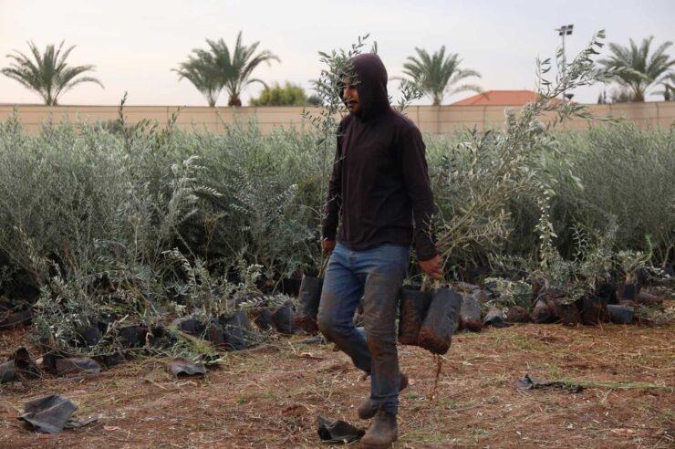 Image for New olive groves plant hope across the West Bank