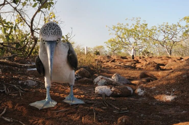Image for Eco-tourism in Darwin’s footsteps