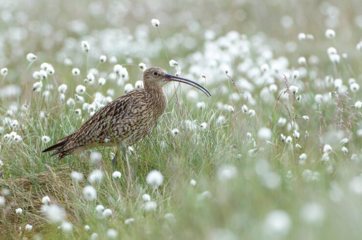 Image for What went right this week: a big, bold bird plan, plus more