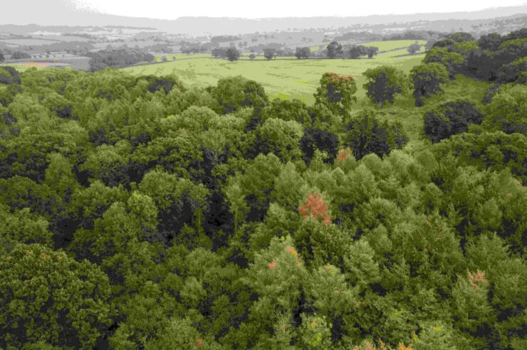 Image for Cutting-edge tech is guiding nature restoration in the UK’s forests