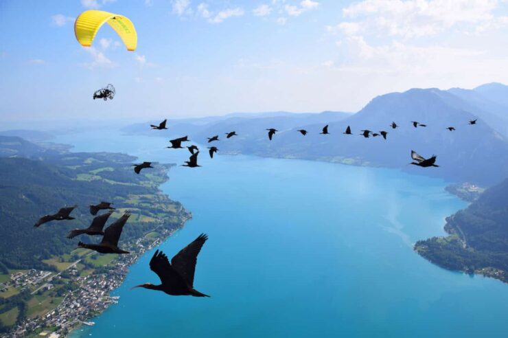 Image for Soaring high with a flock of birds and their human ‘foster parents’