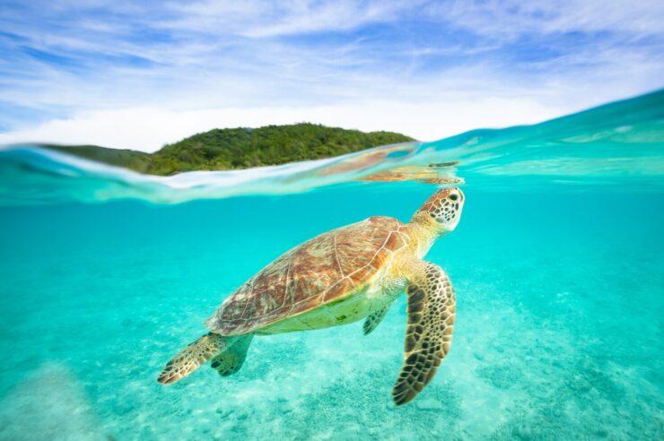 Image for What went right this week: coming off the ‘endangered’ list, plus more