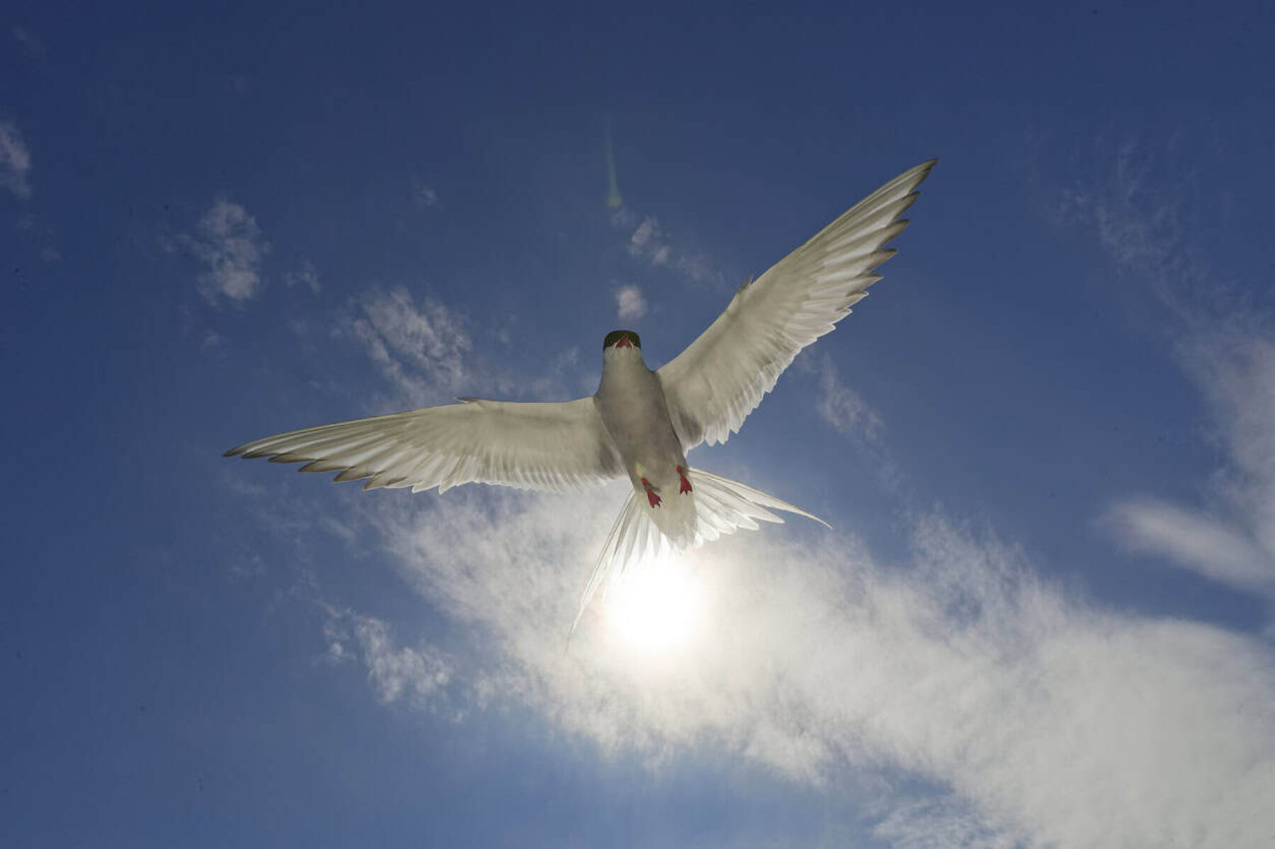 Image for The new map helping conservationists protect migratory species