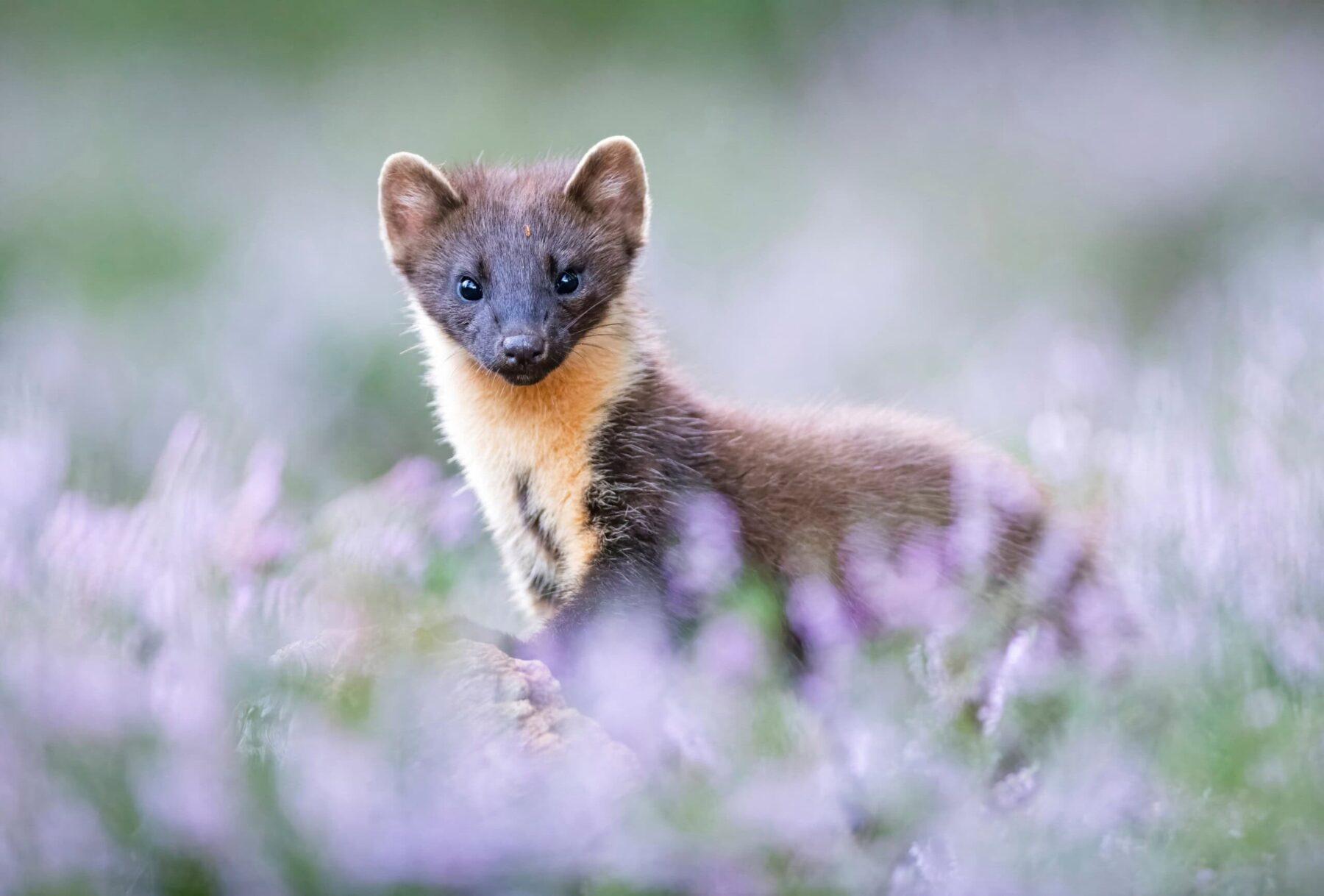 Image for What went right this week: praise for doing nothing, plus more