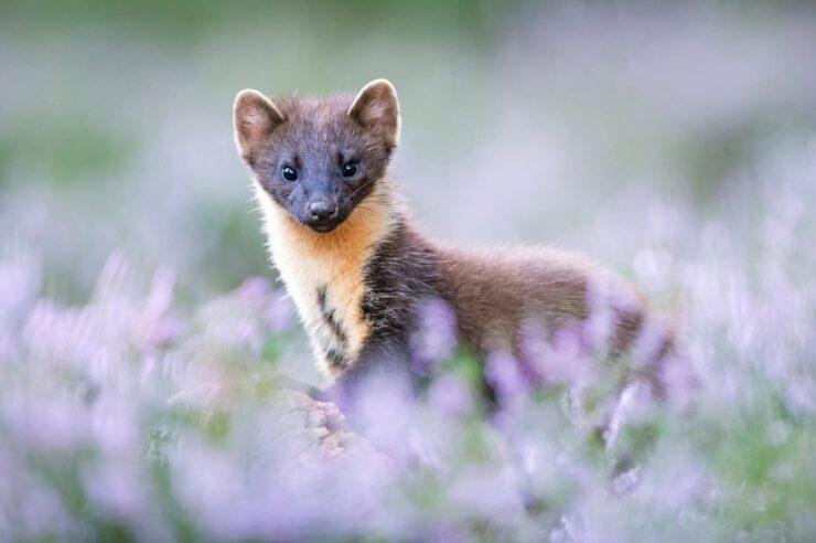 Image for What went right this week: praise for doing nothing, plus more