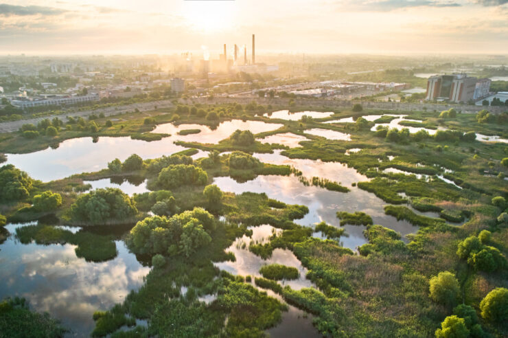 Image for What went right this week: rewilding successes, plus more