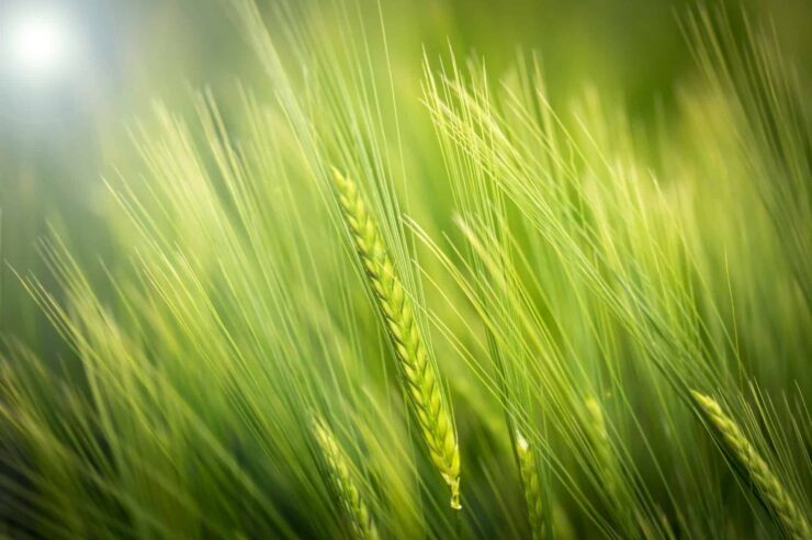 Image for ‘Goldmine’ of century-old wheat varieties could help to feed the world, scientists say