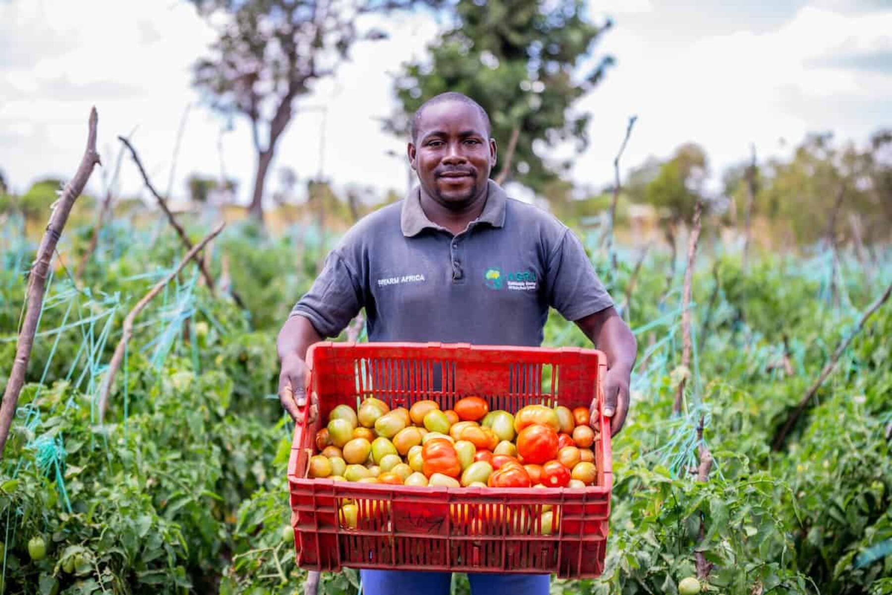 Image for Regenerative agriculture sows success in Kenya